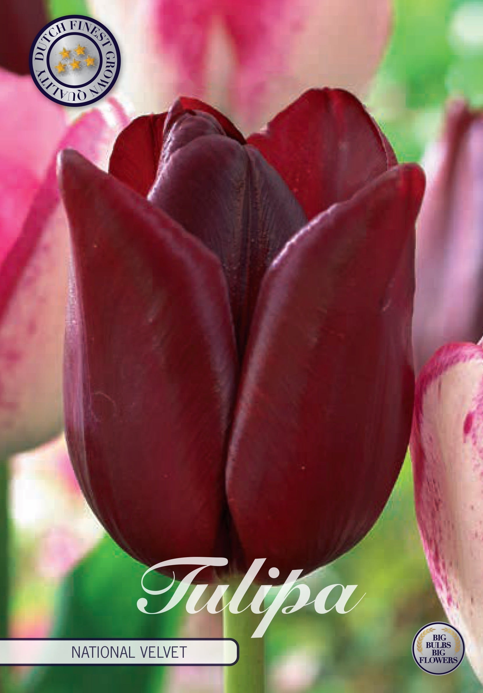 Tulipa National Velvet