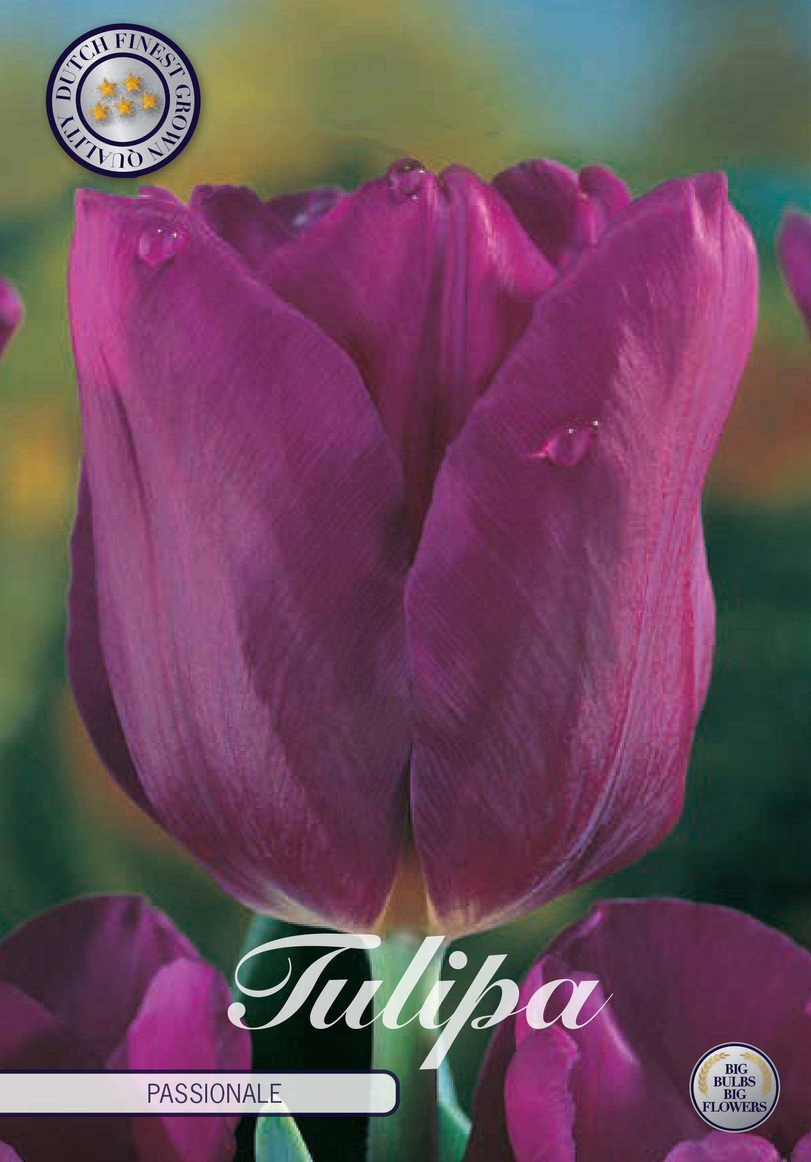 Tulipa Passio Glossy