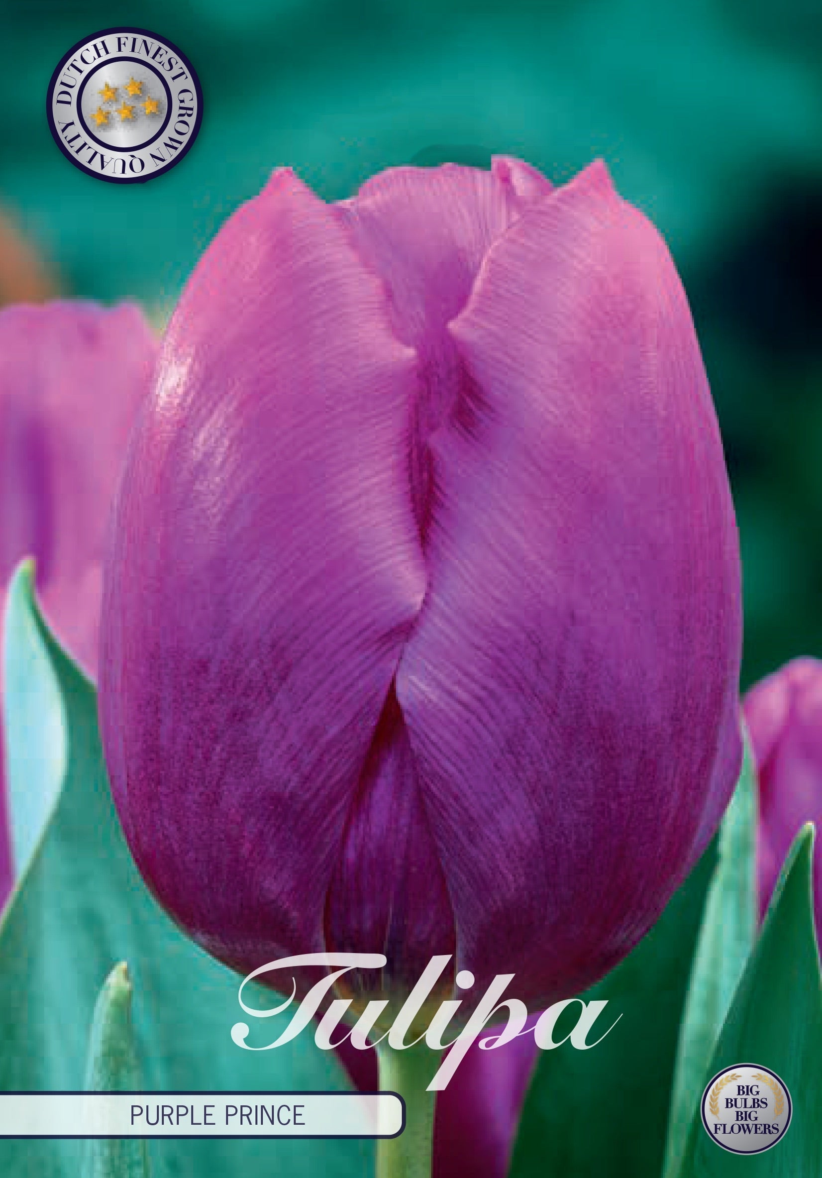 Tulipa Purple Prince