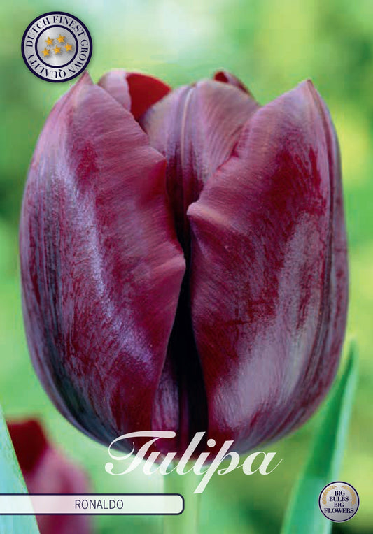 Tulipa Ronaldo