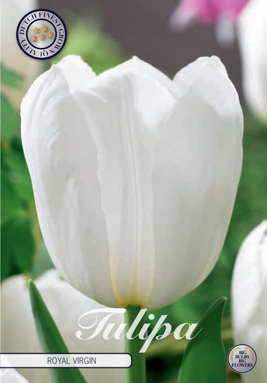 Tulipa Royal Virgin