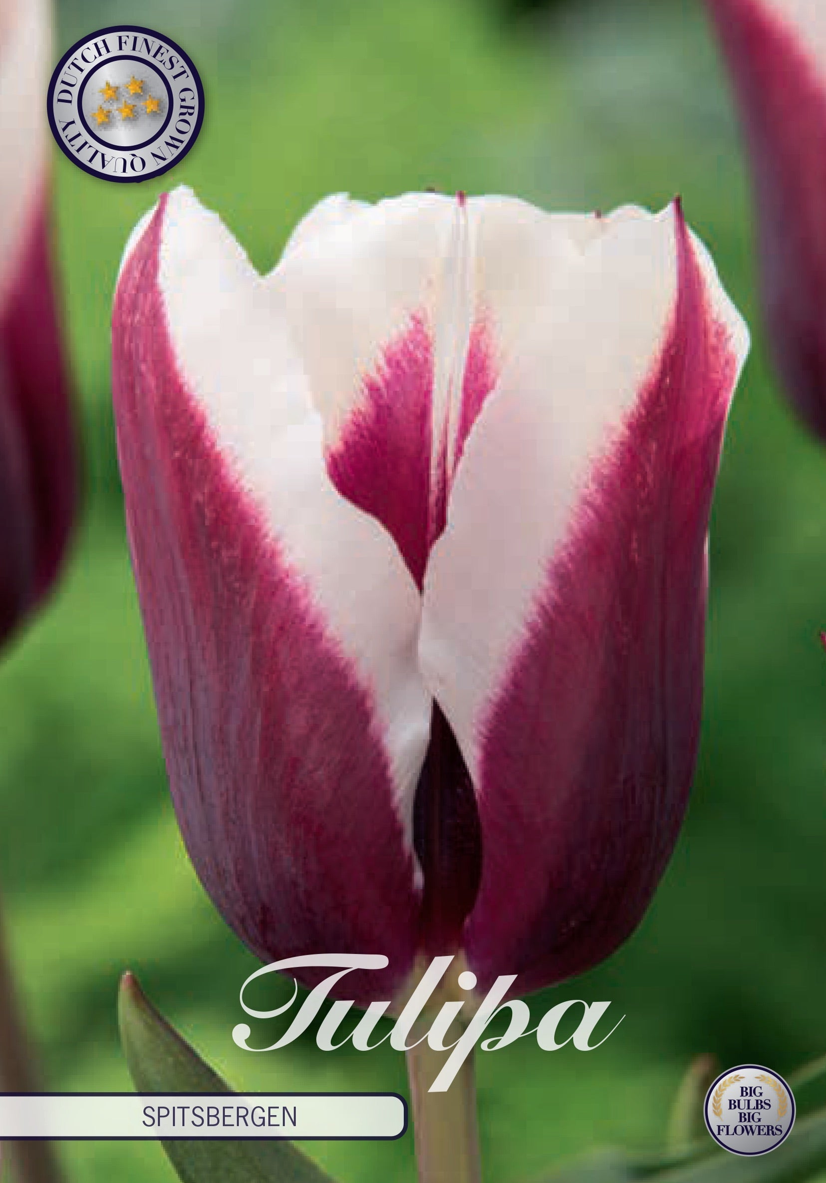 Tulipa Spitsbergen