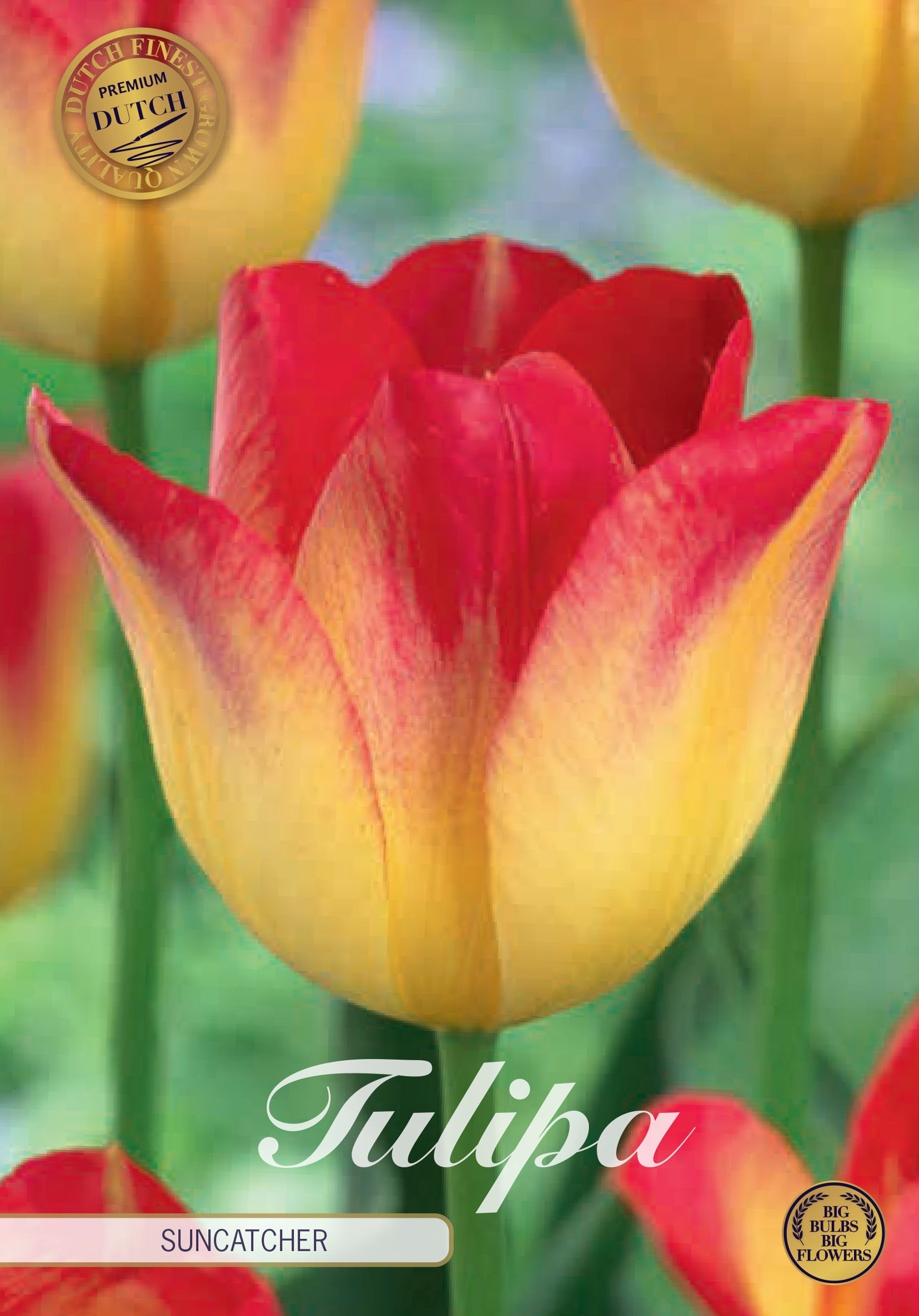 Tulipa Suncatcher