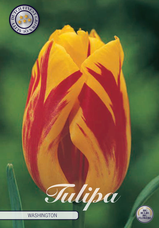 Tulipa Washington