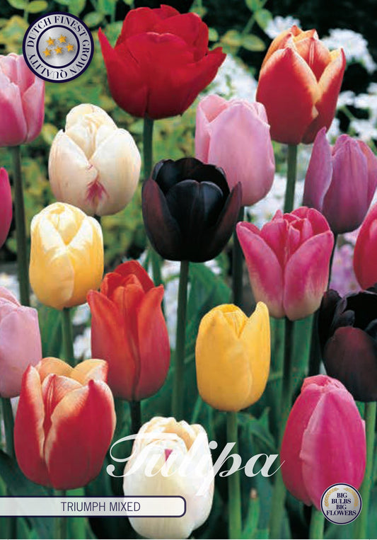 Tulipa Triumph Mixed