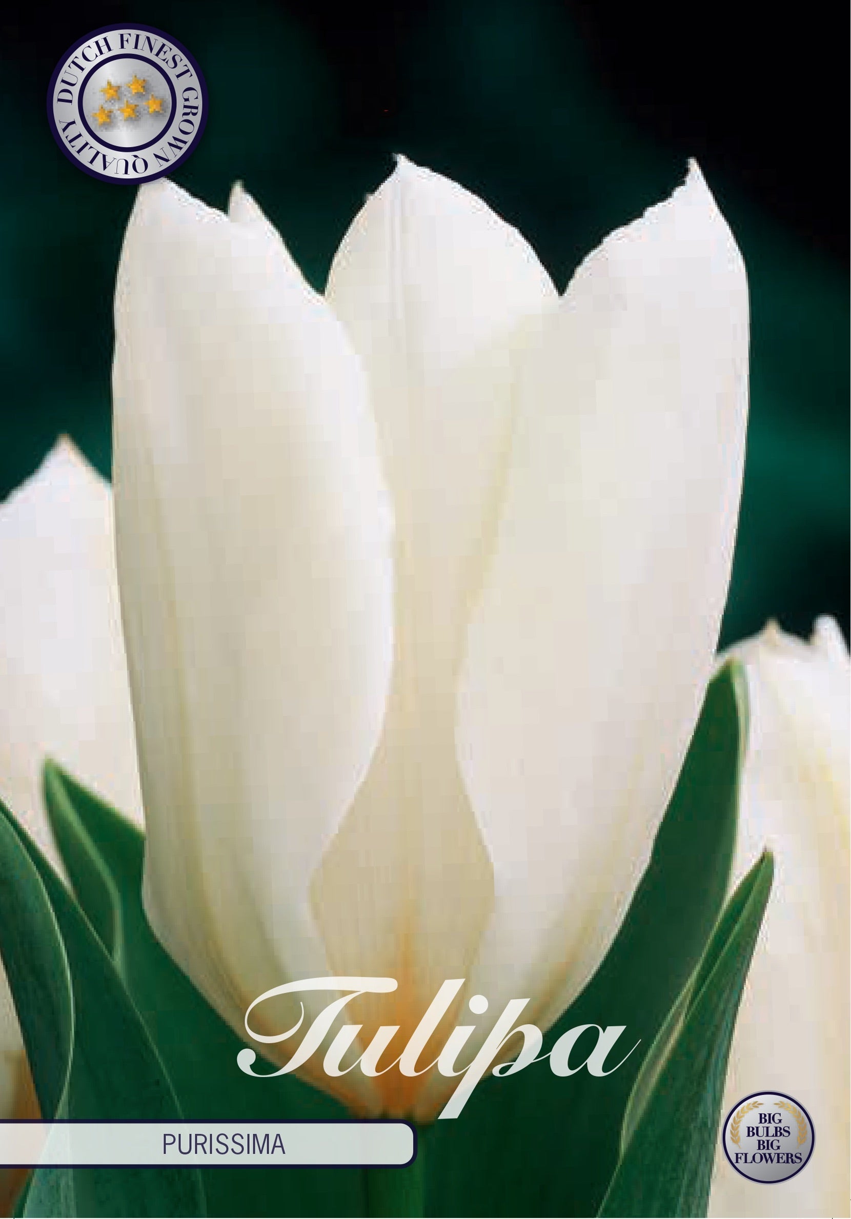 Tulipa Purissima
