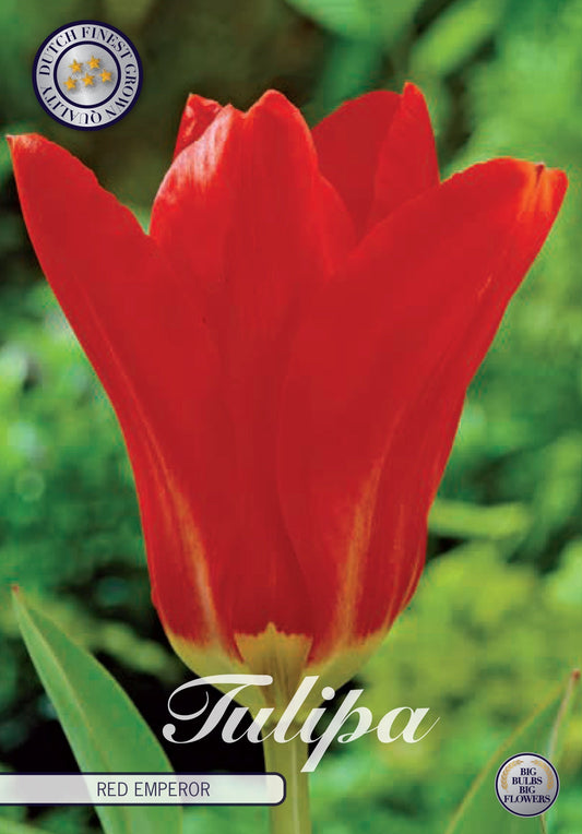 Tulipa Red Emperor