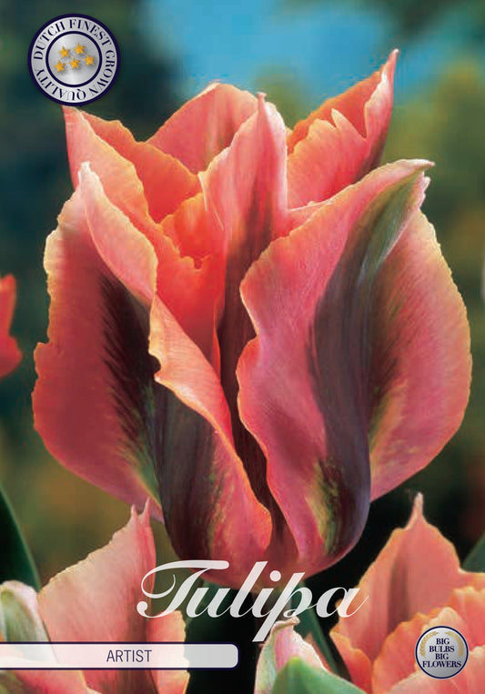 Tulipa Artist