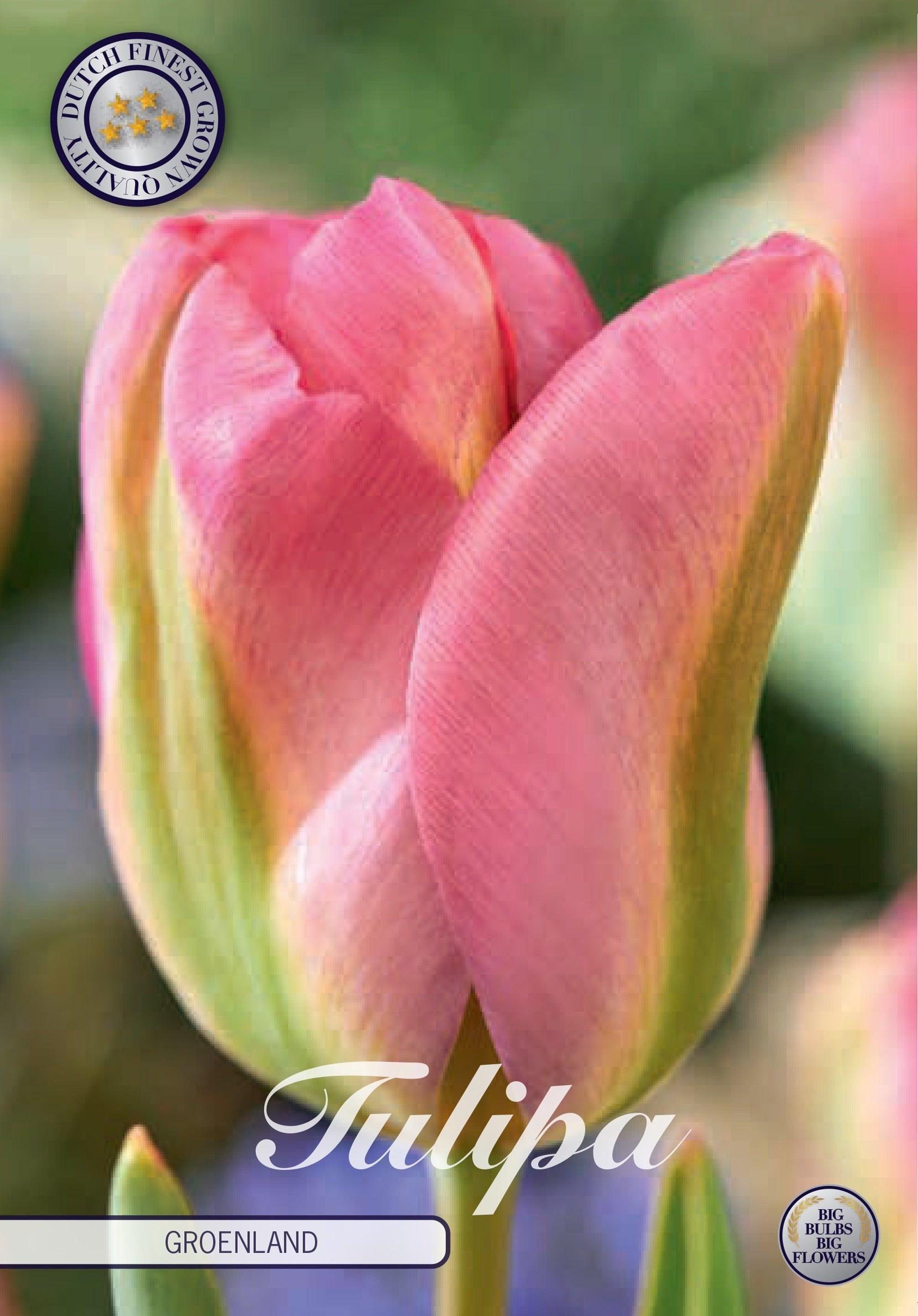 Tulipa Formosa