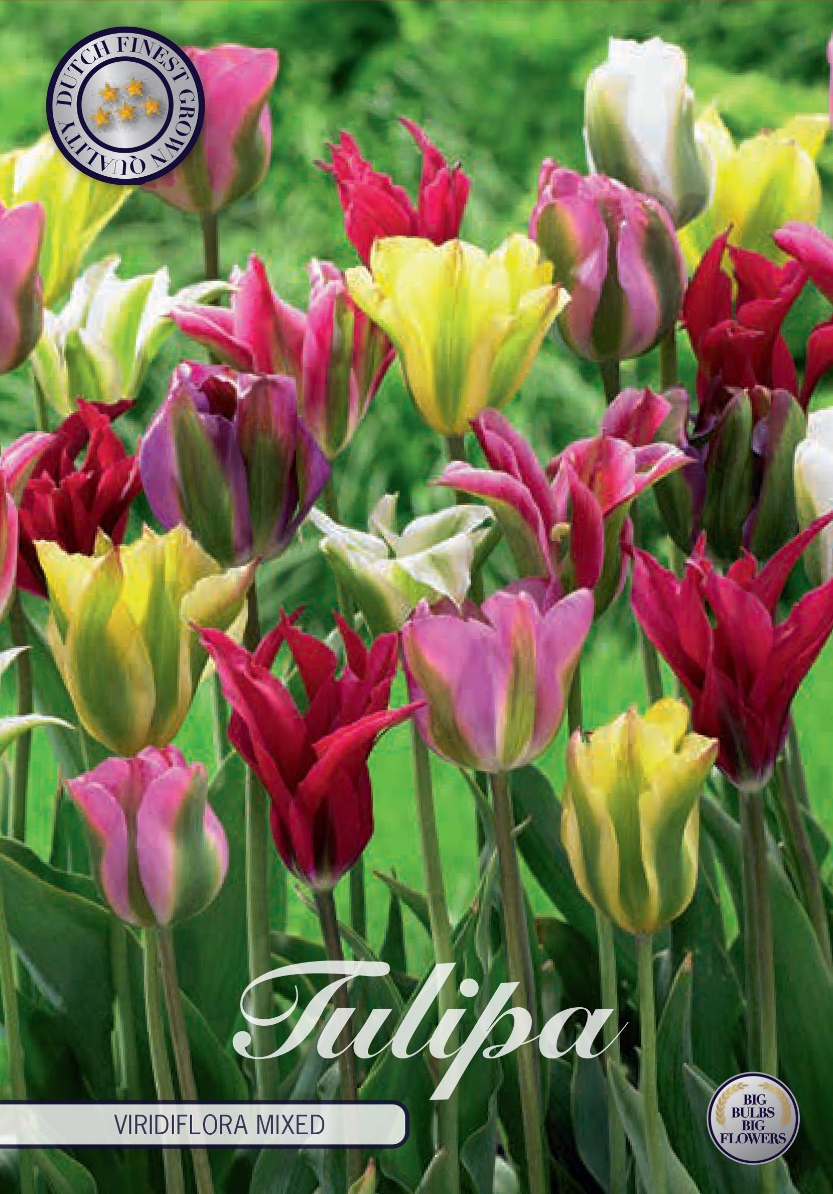 Tulipa Spring Green