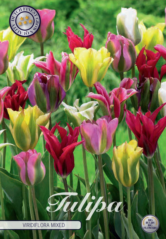 Tulipa Spring Green
