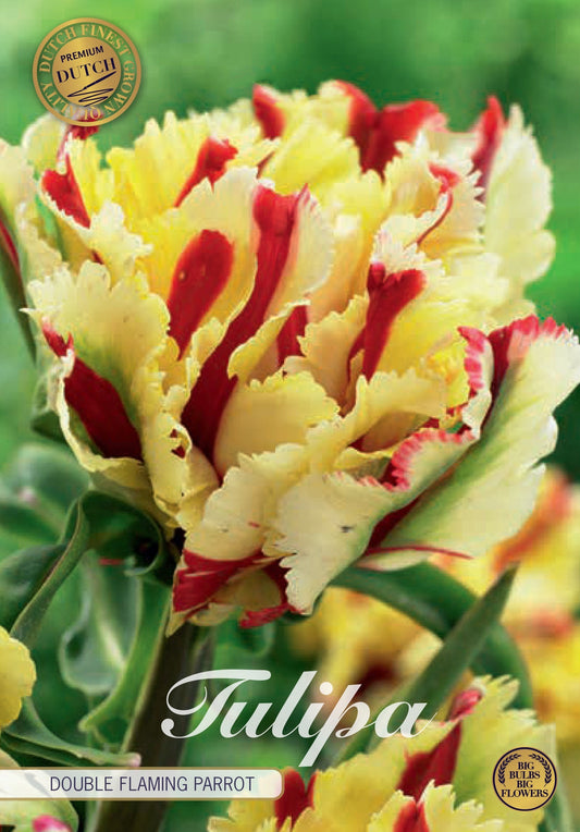 Tulipa Black Parrot