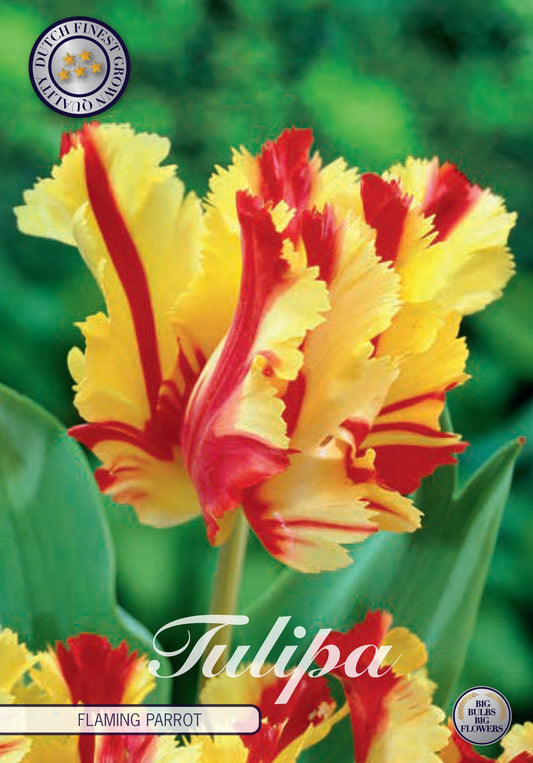 Tulipa Flaming Parrot