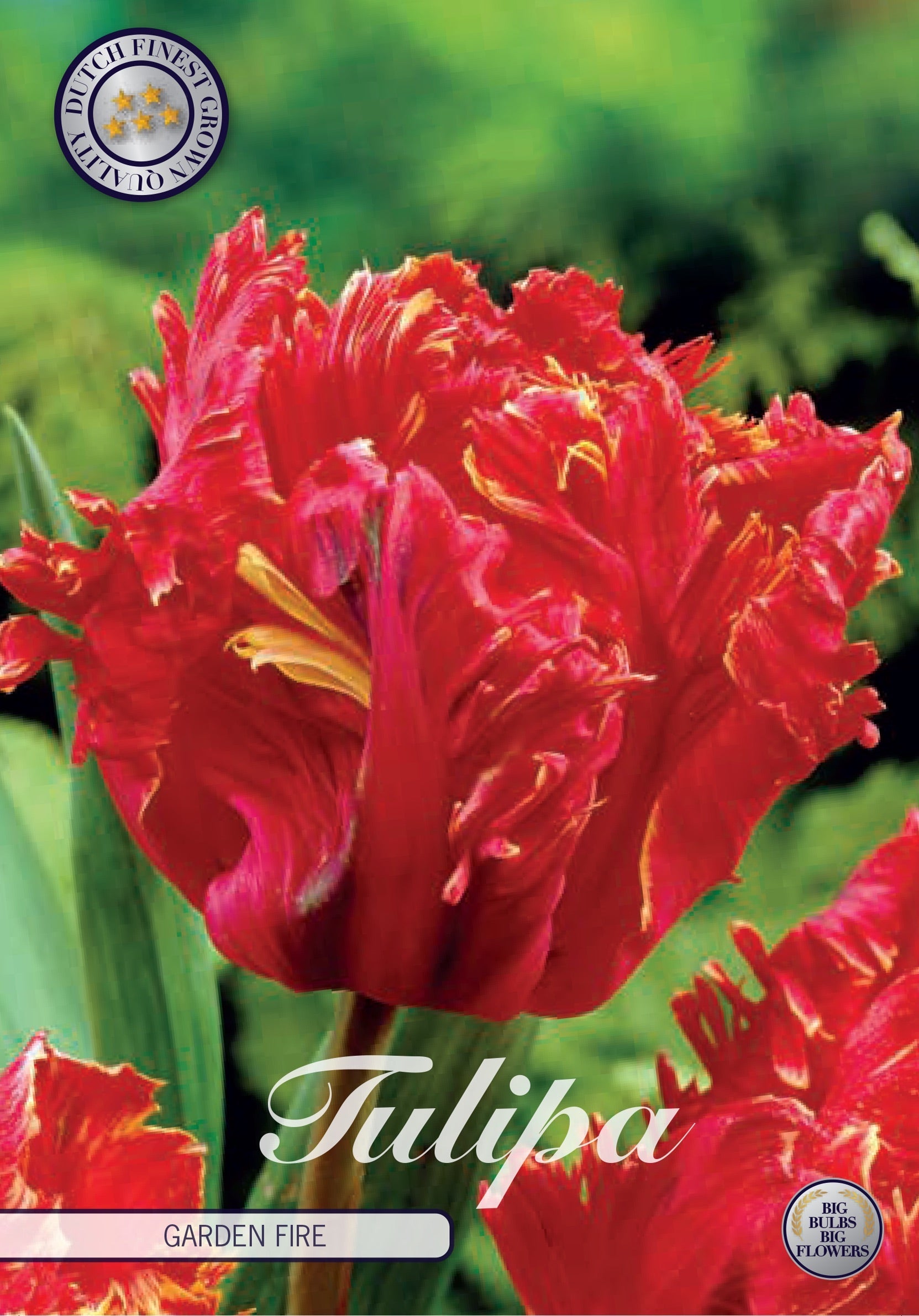 Tulipa Garden Fire