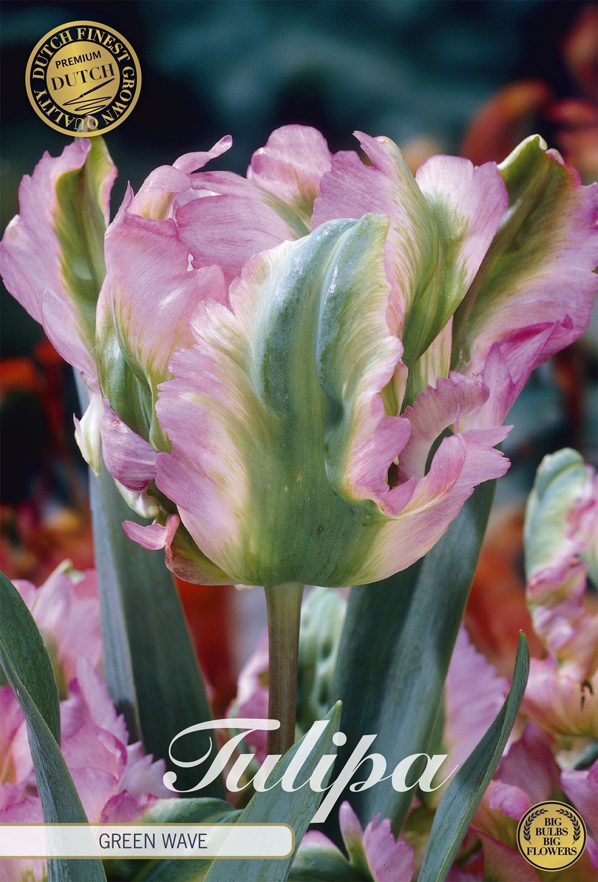 Tulipa Green Wave