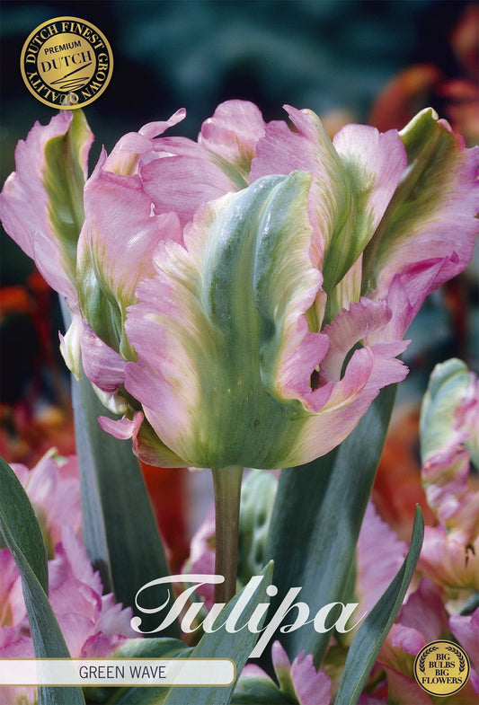 Tulipa Green Wave