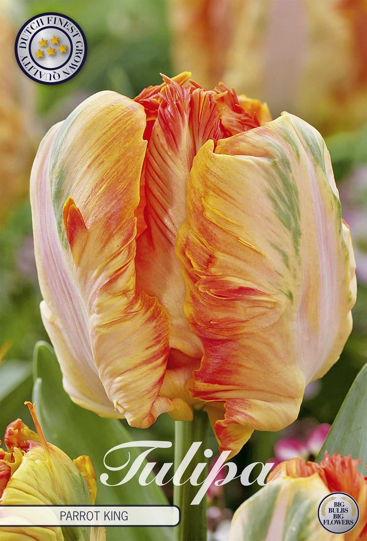 Tulipa Parrot King
