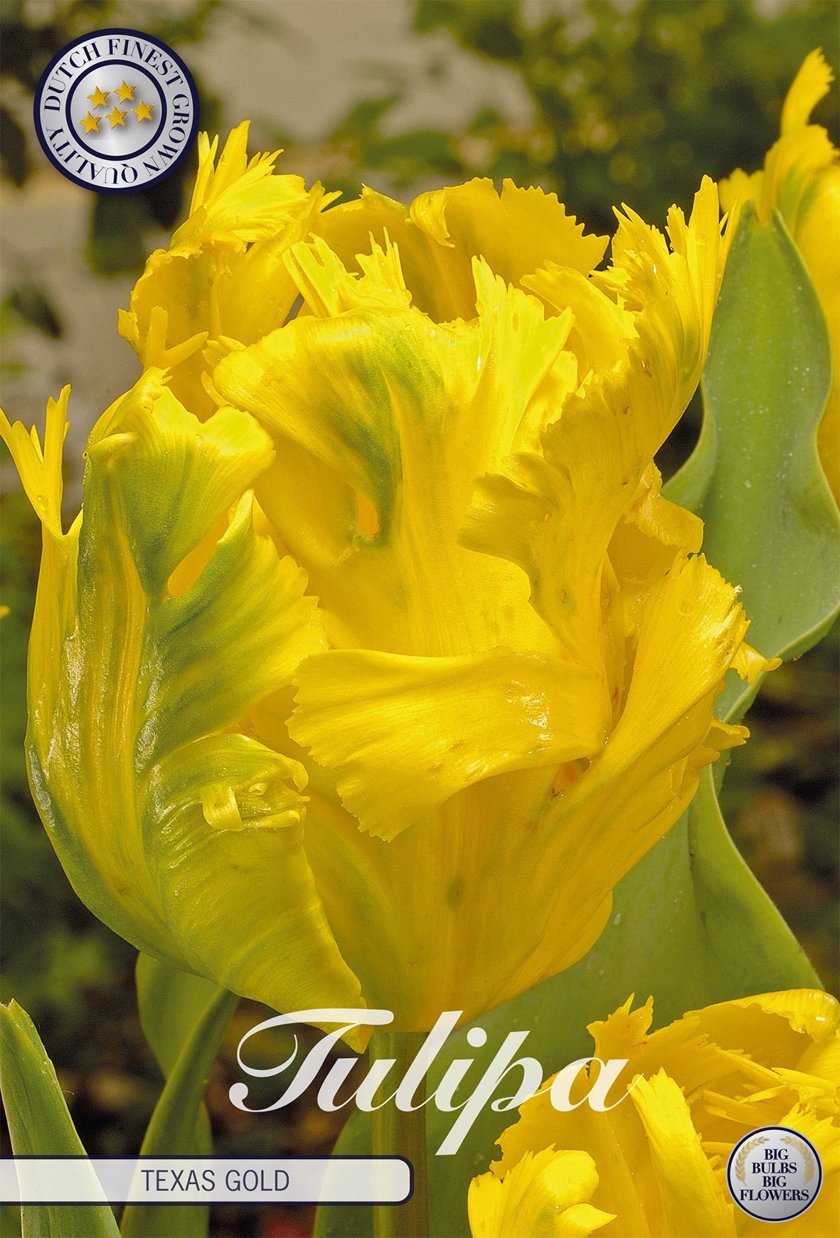 Tulipa Texas Gold