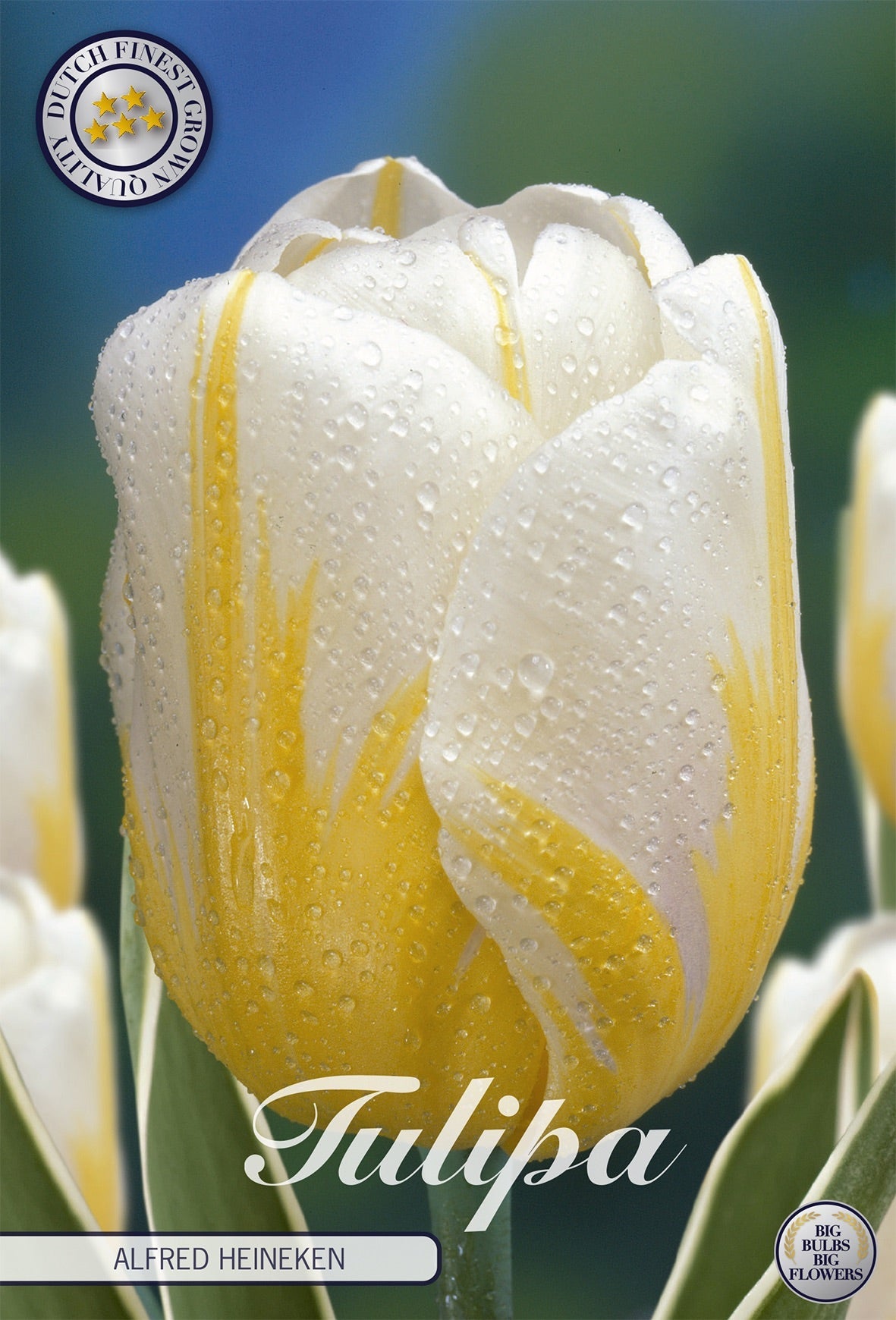 Tulipa Alfred Heineken