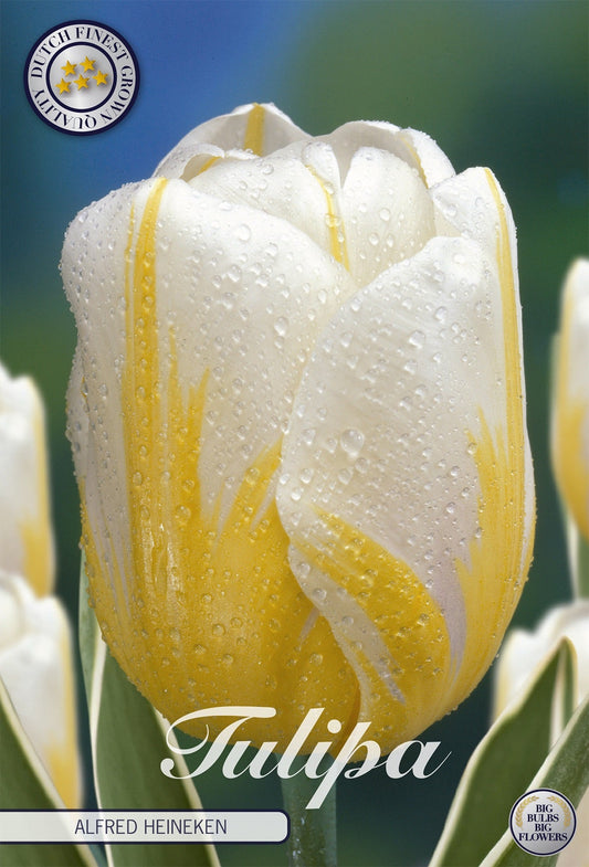 Tulipa Alfred Heineken