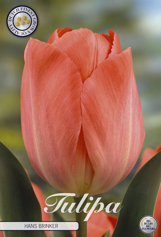 Tulipa Hans Brinker