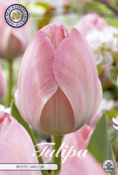 Tulipa Mystic van Eijk