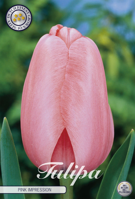 Tulipa Pink Impression