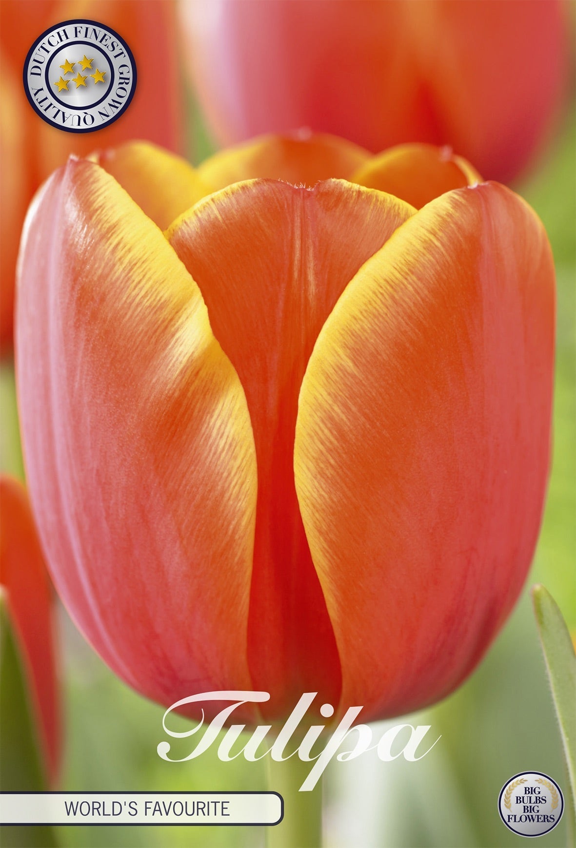 Tulipa World's Favourite