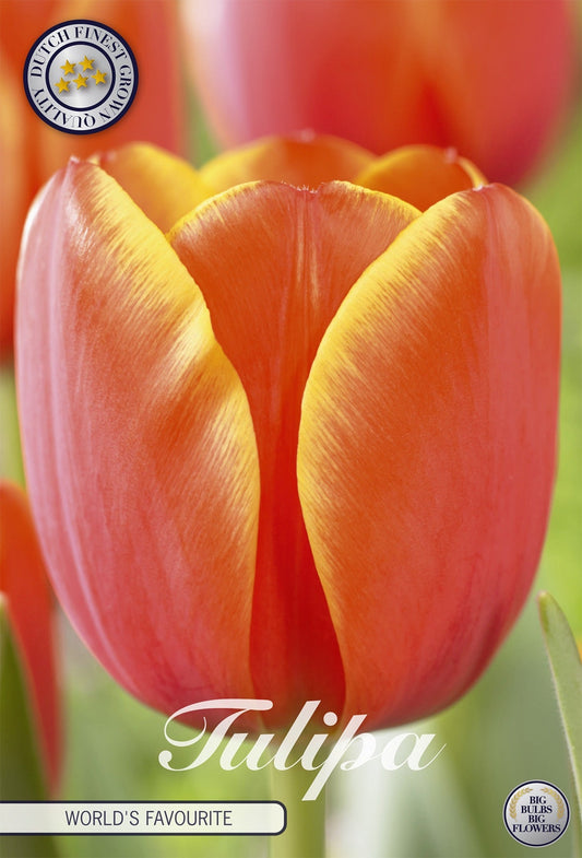 Tulipa World's Favourite