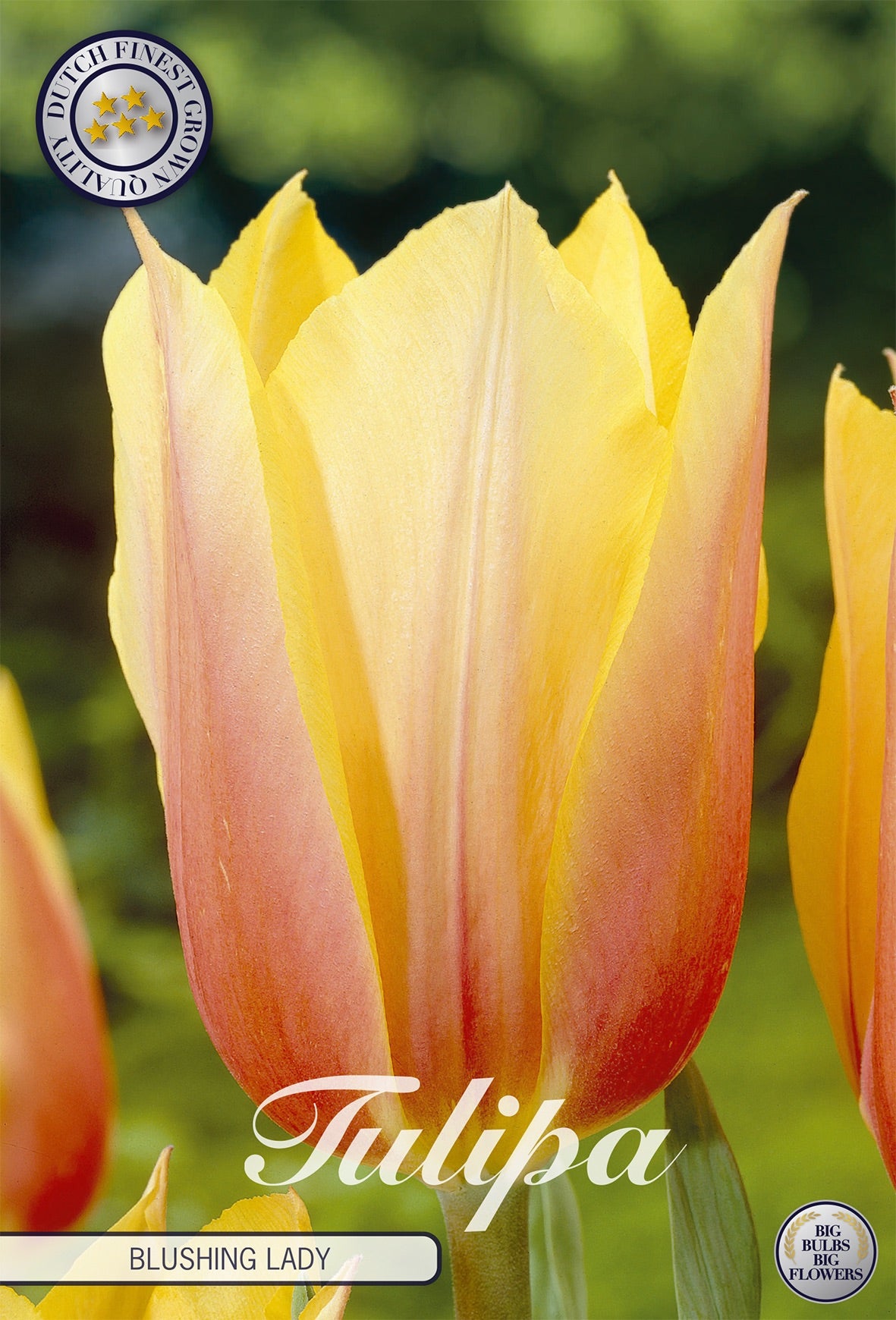 Tulipa Blushing Lady