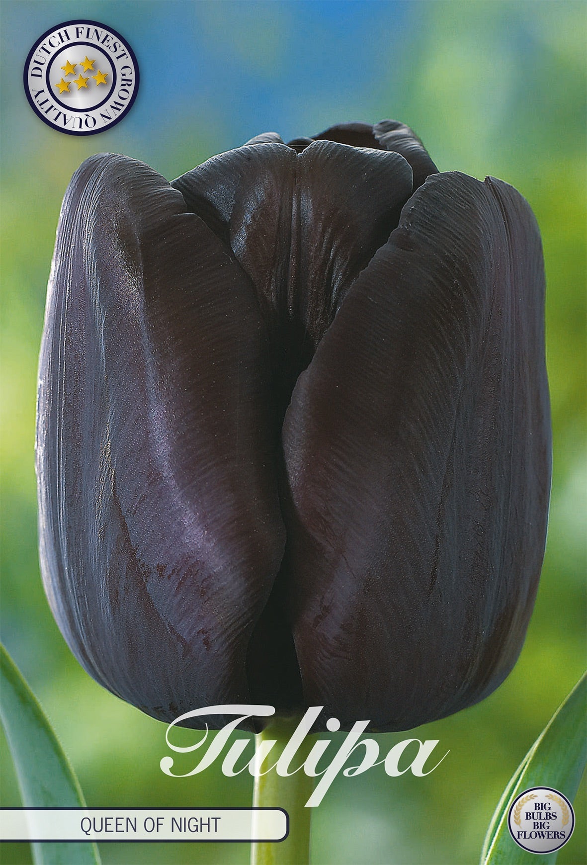 Tulipa Queen of Night