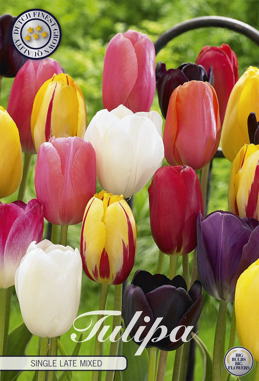 Tulipa Single Late Mixed