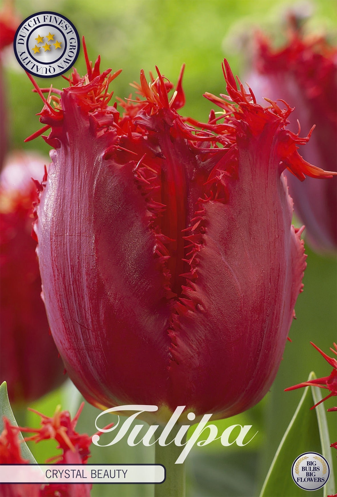 Tulipa Crystal Beauty