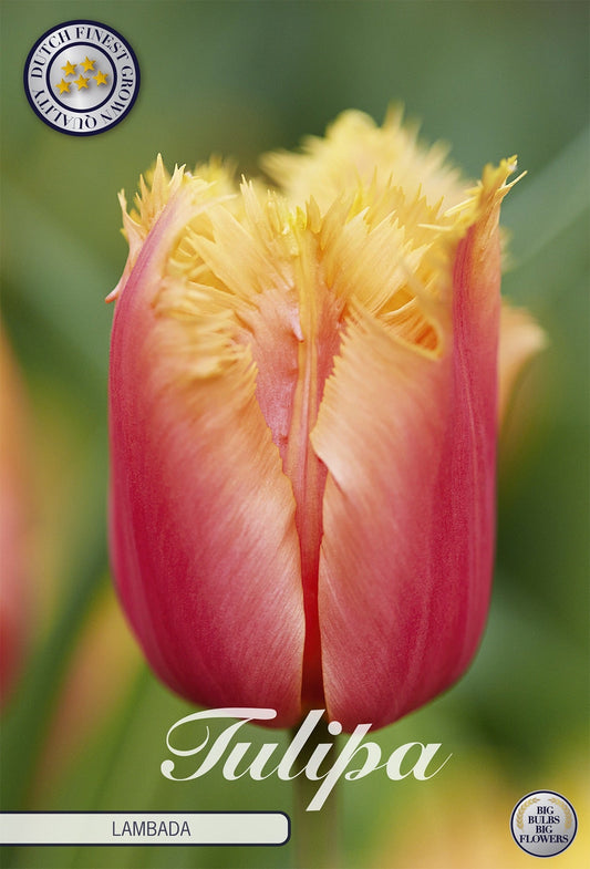 Tulipa Lambada