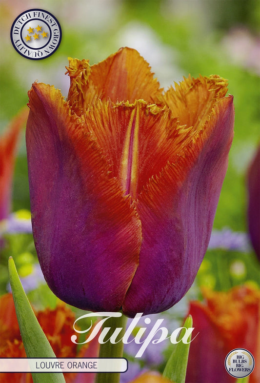 Tulipa Louvre Orange