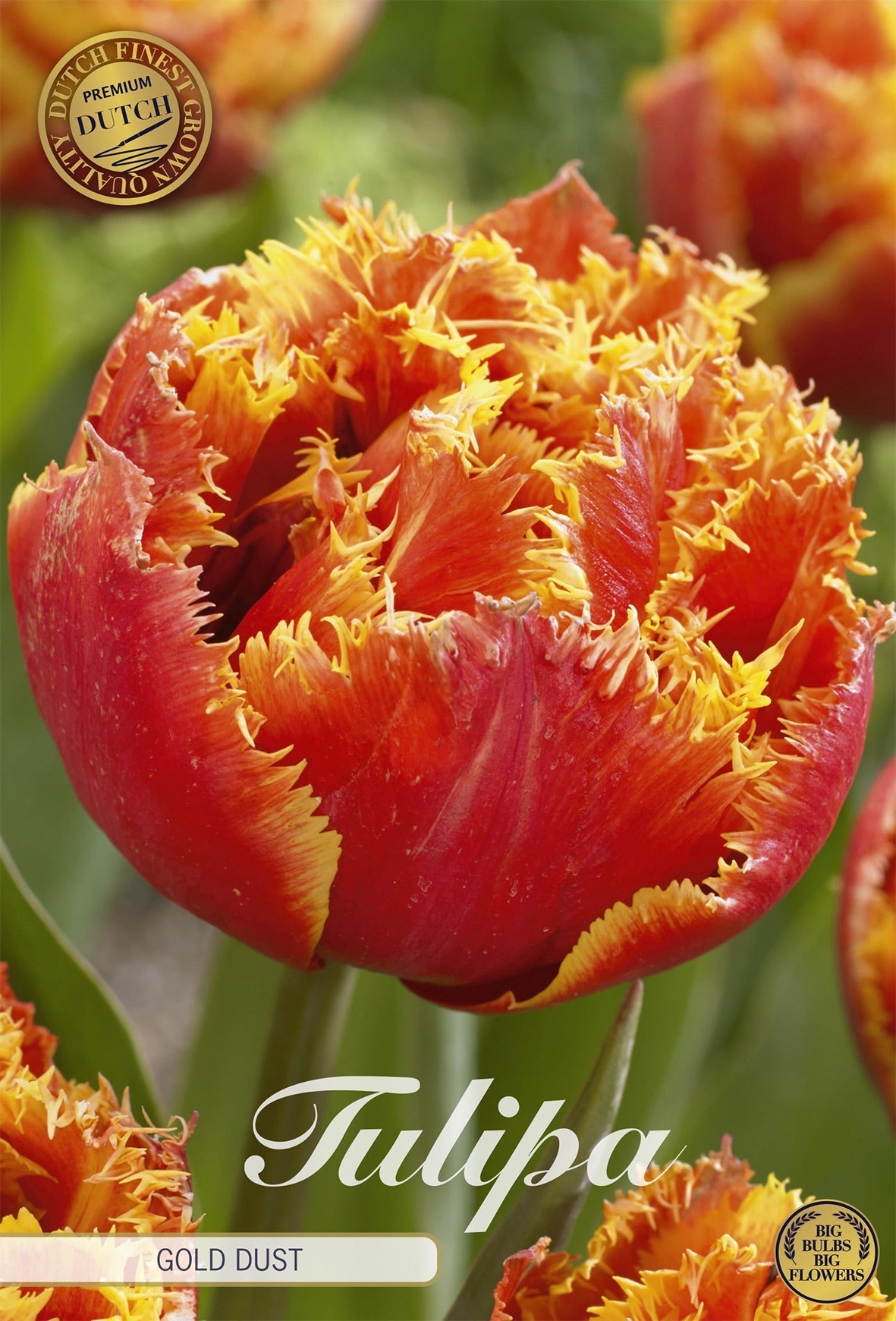 Tulipa Gold Dust