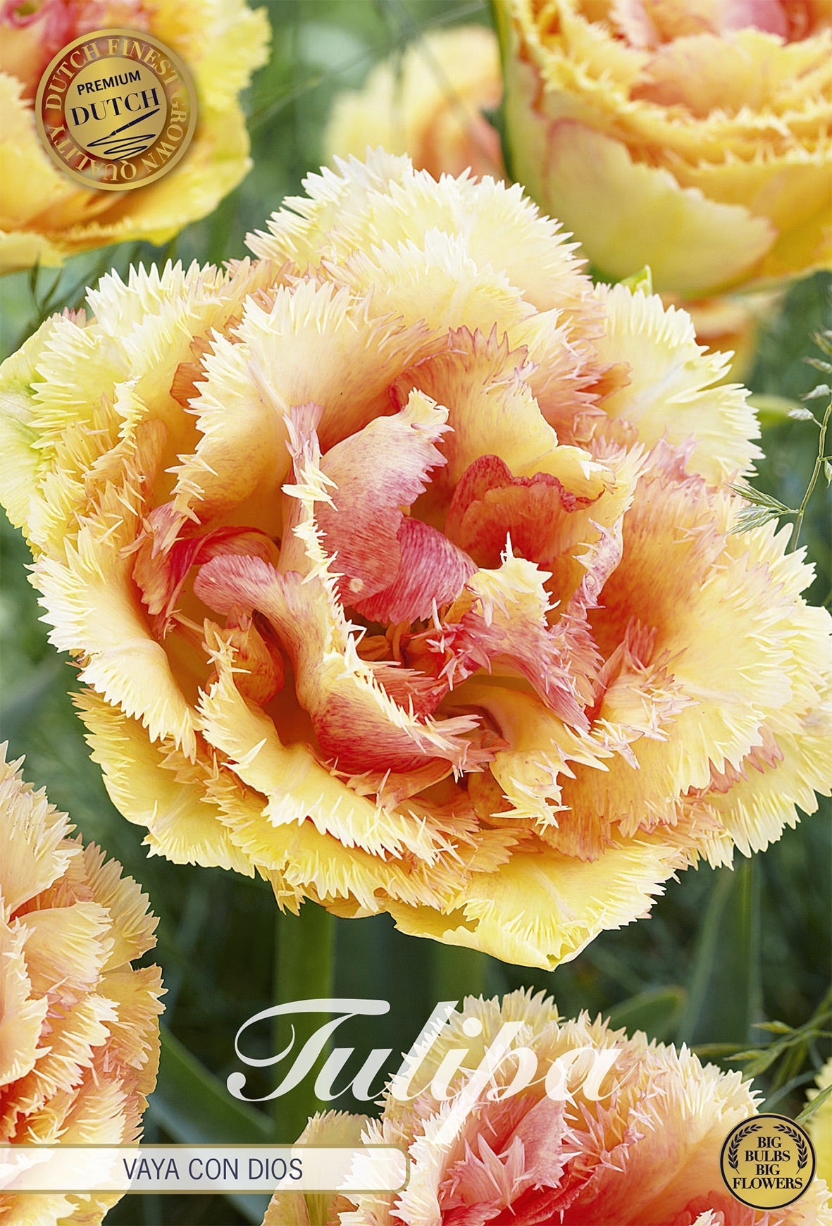 Tulipa Vaya Con Dios