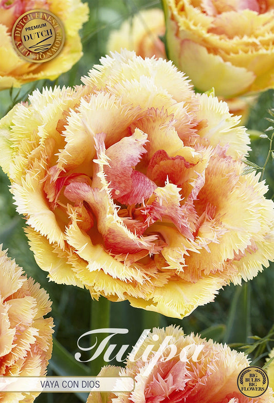 Tulipa Vaya Con Dios