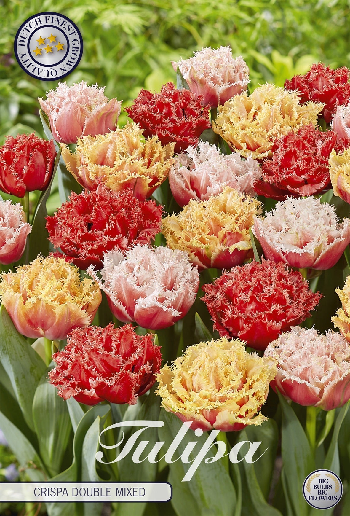 Tulipa Crispa Double Mixed