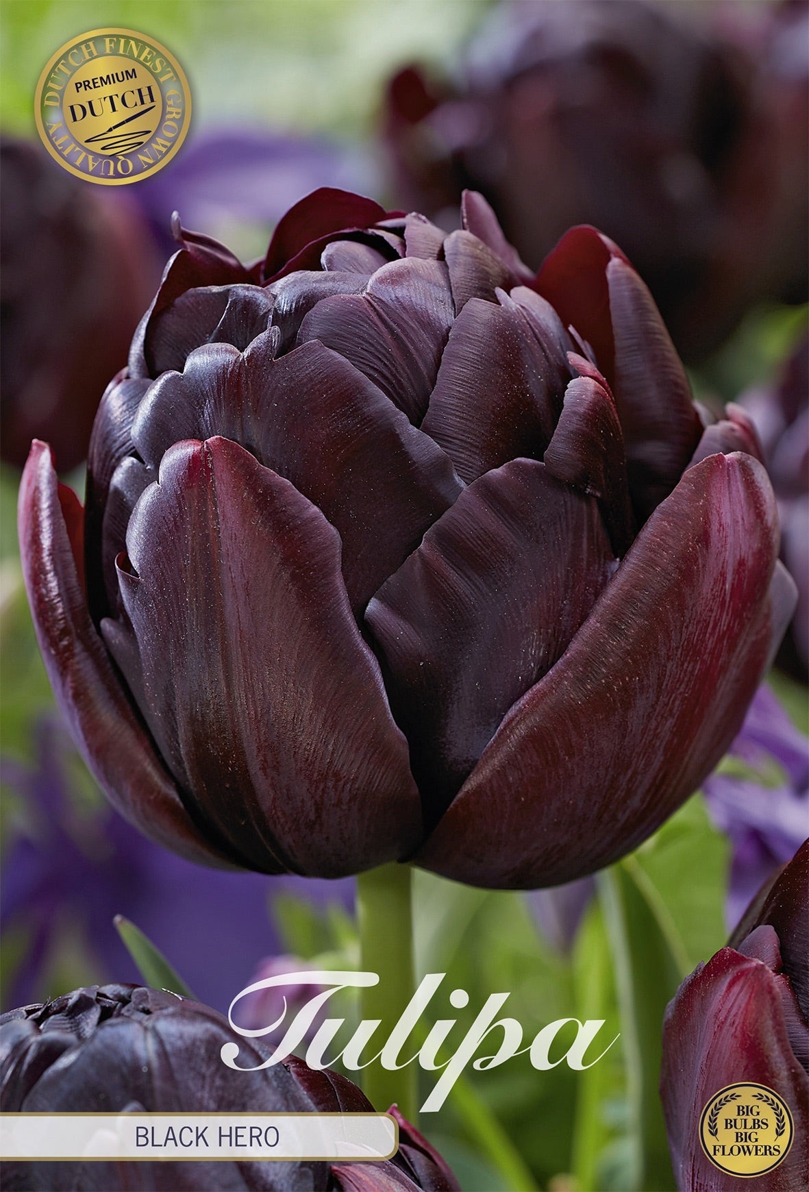 Tulipa Black Hero