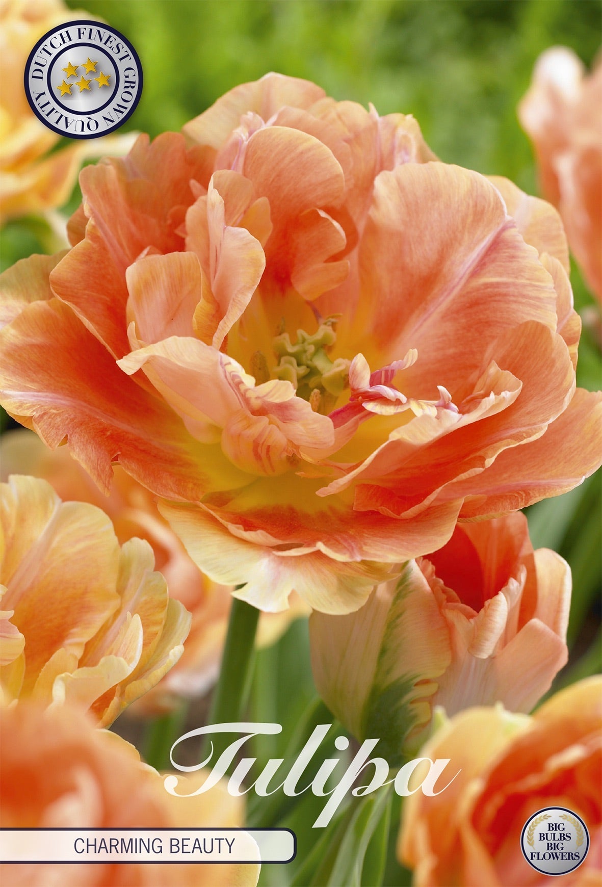 Tulipa Charming Beauty