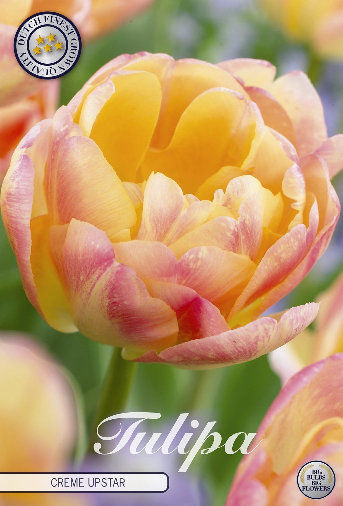 Tulipa Creme Upstar