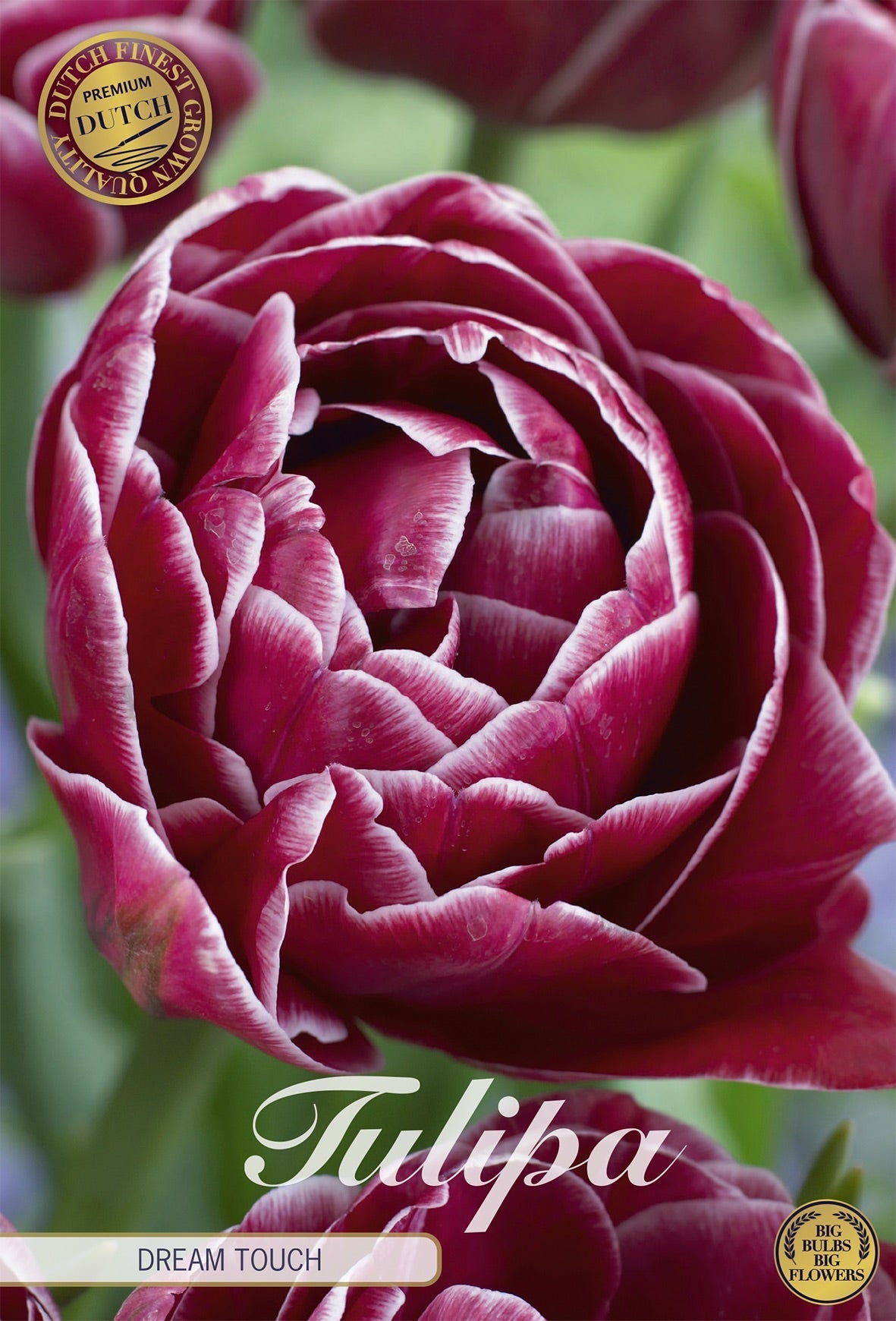 Tulipa Dream Touch