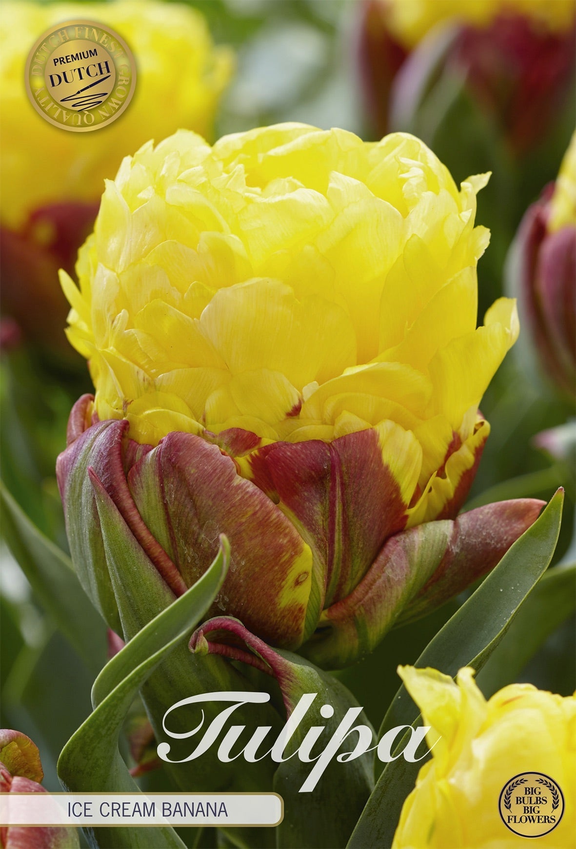 Tulipa Ice Cream Banana