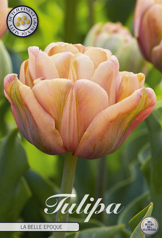 Tulipa La Belle Epoque