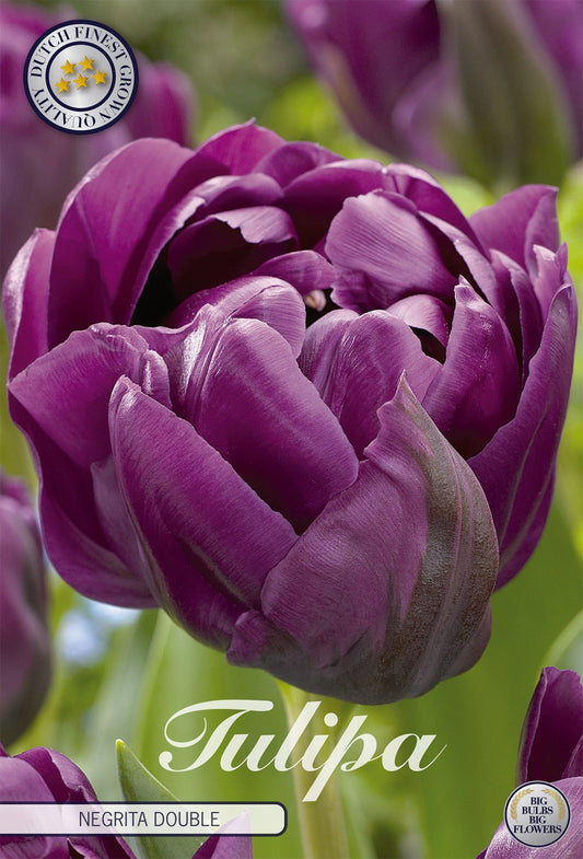 Tulipa Negrita Double
