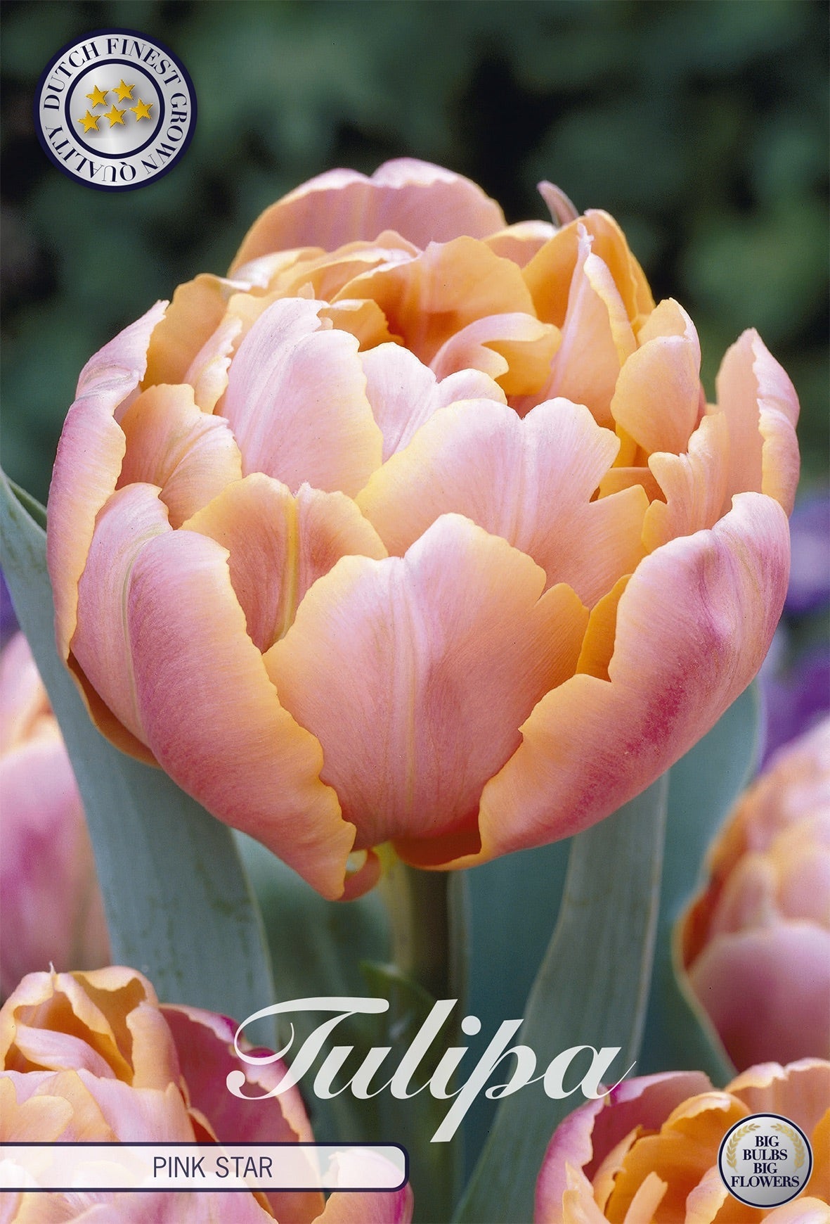Tulipa Pink Star