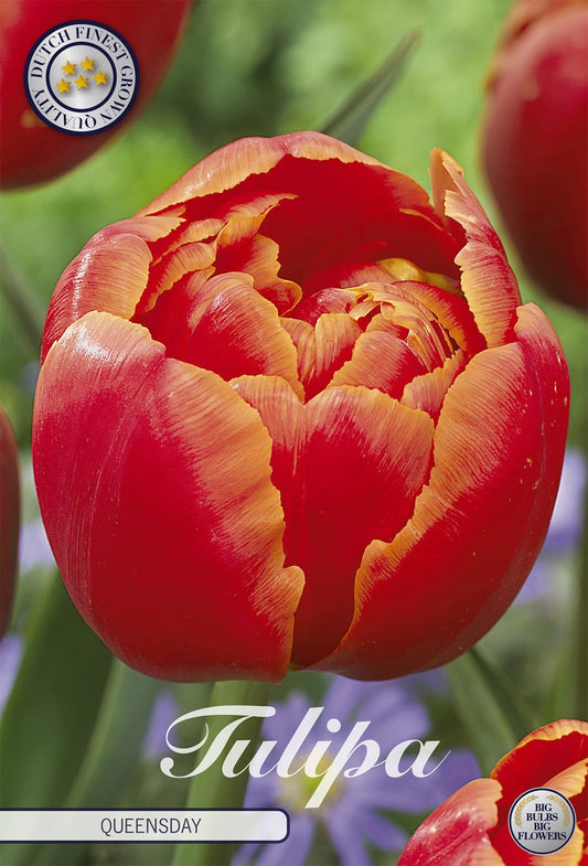Tulipa Queensday