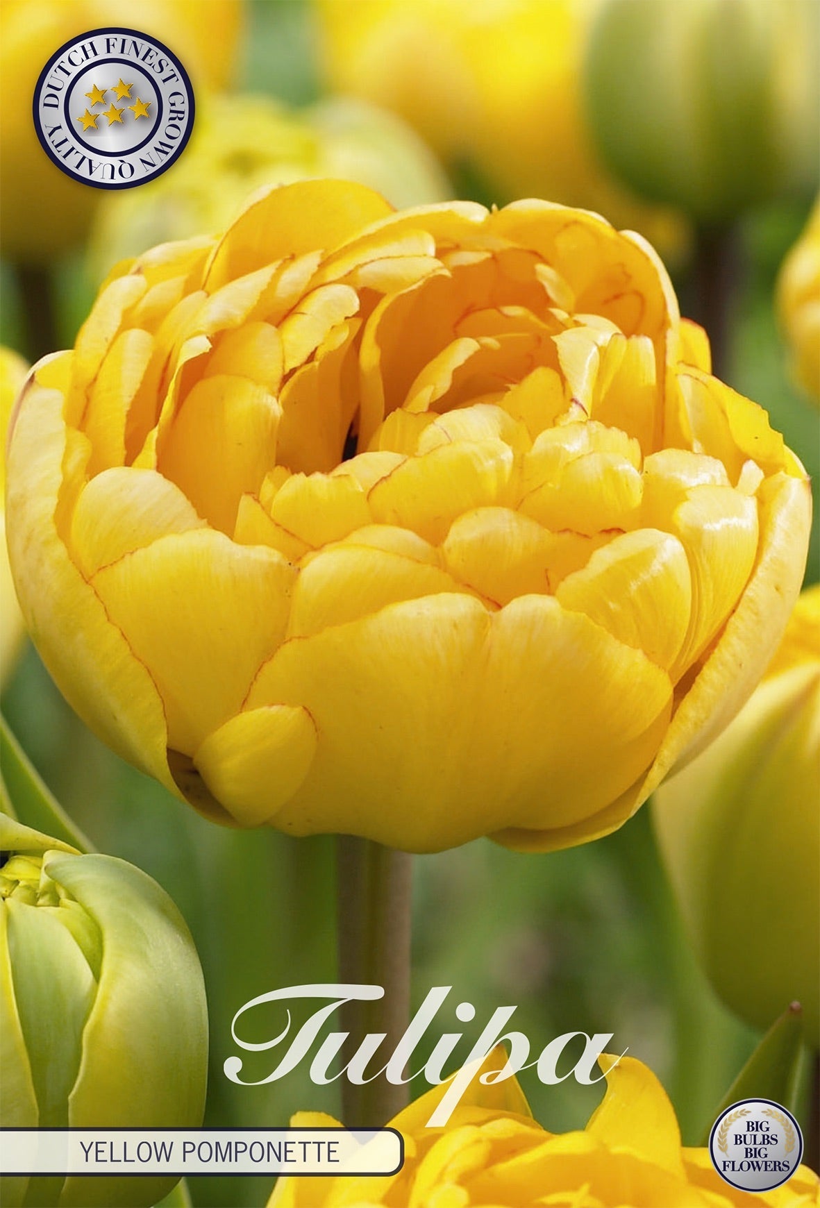 Tulipa Yellow Pomponette
