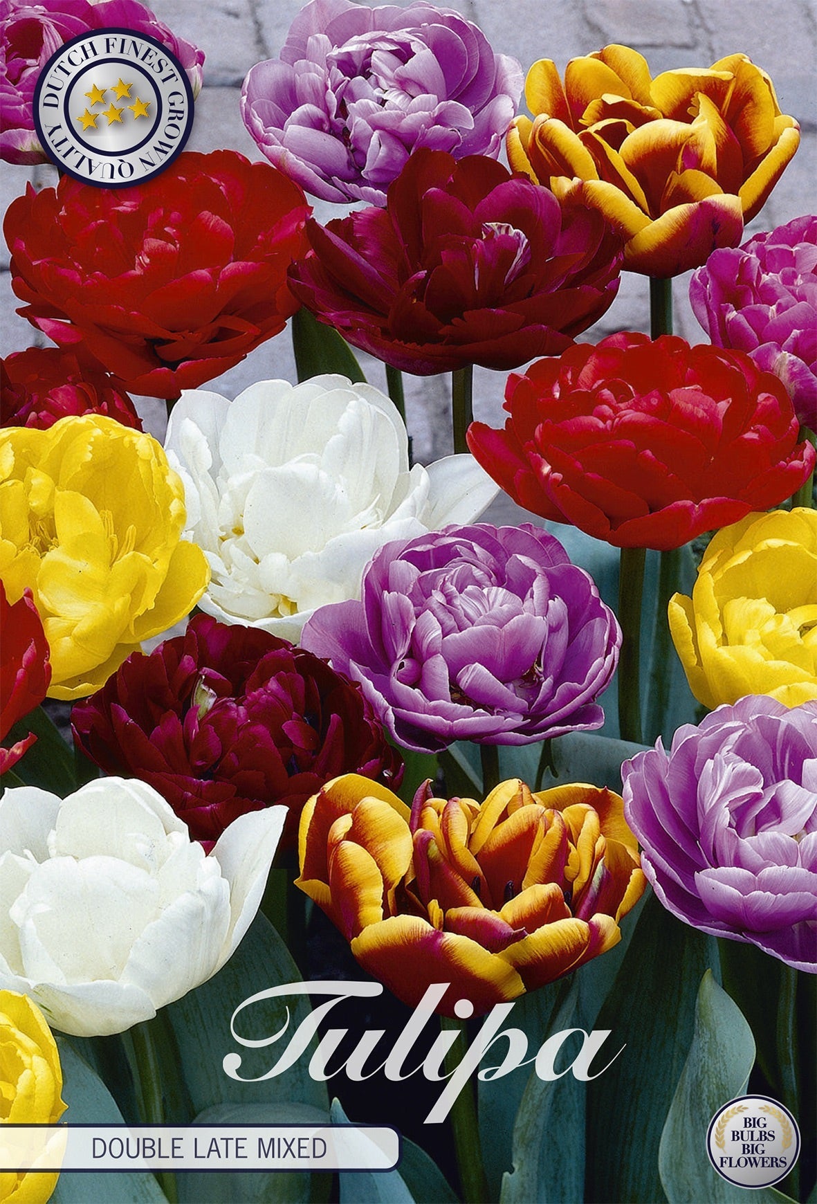 Tulipa Double Late Mixed
